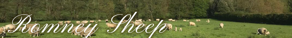 The Farm - Romney Sheep