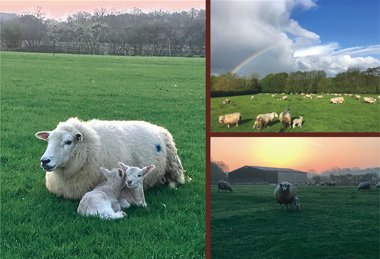 The Farm - Romney Sheep