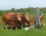 Feeding our Limousin bulls