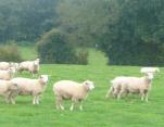 Winter grazing our Romney lambs