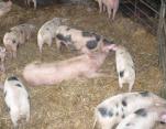 Snug pigs in their bed!