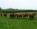 Young cattle summer grazing