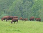 Cows and calves summer grazing