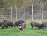 Free range Berkshire pigs